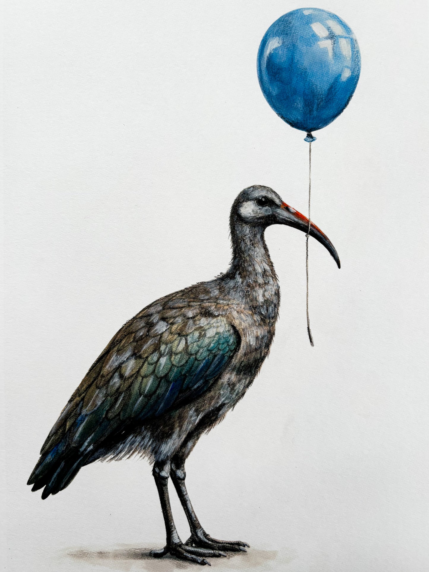 The Curious Zoo: Illustrations