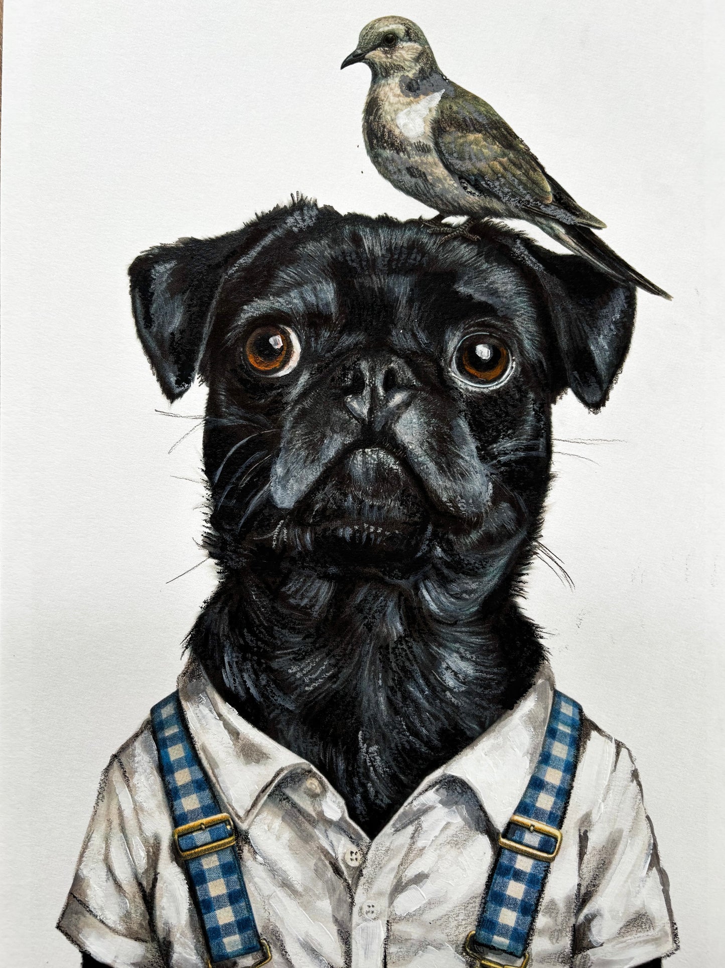 The Curious Zoo: Illustrations