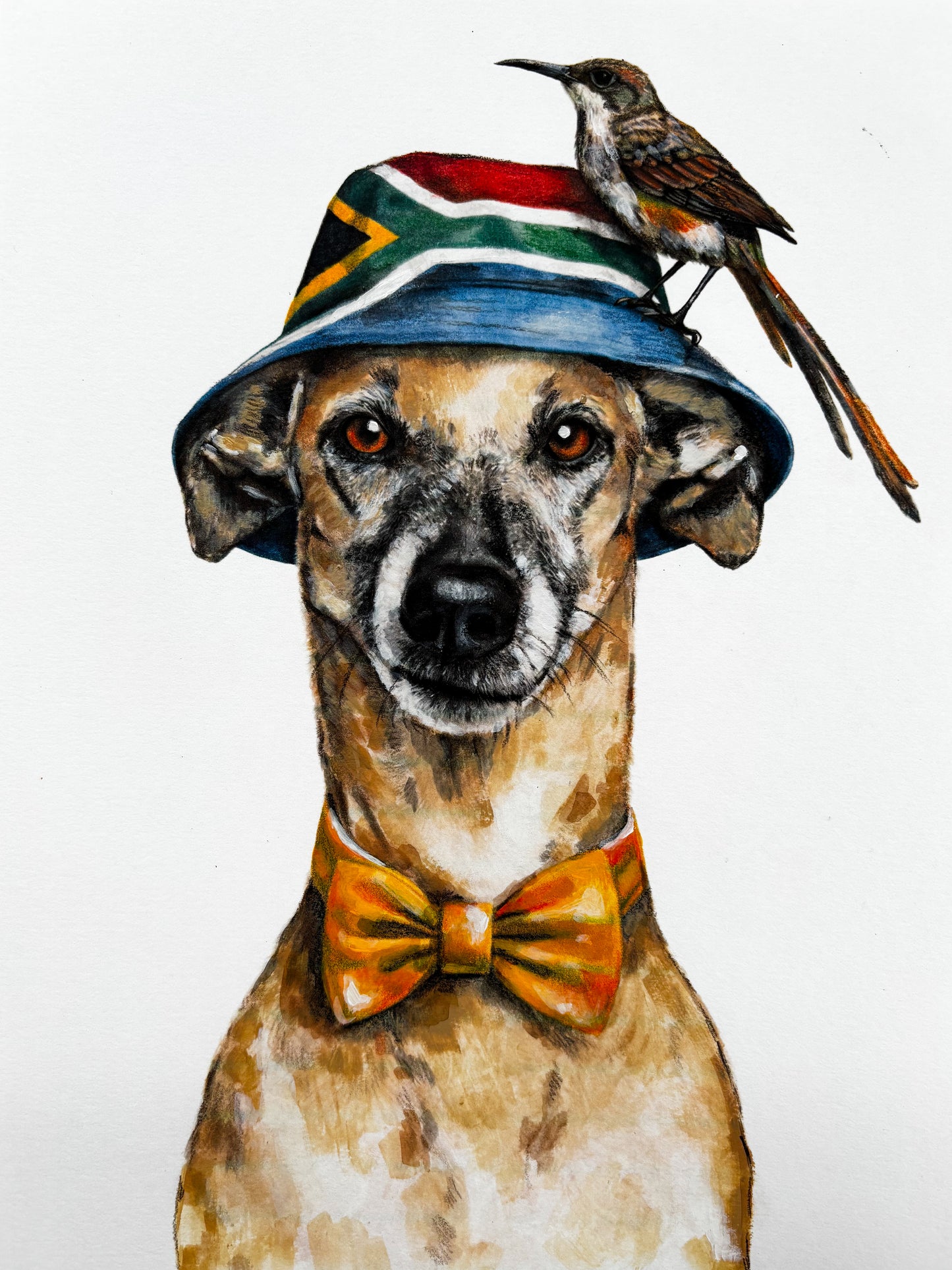 The Curious Zoo: Illustrations